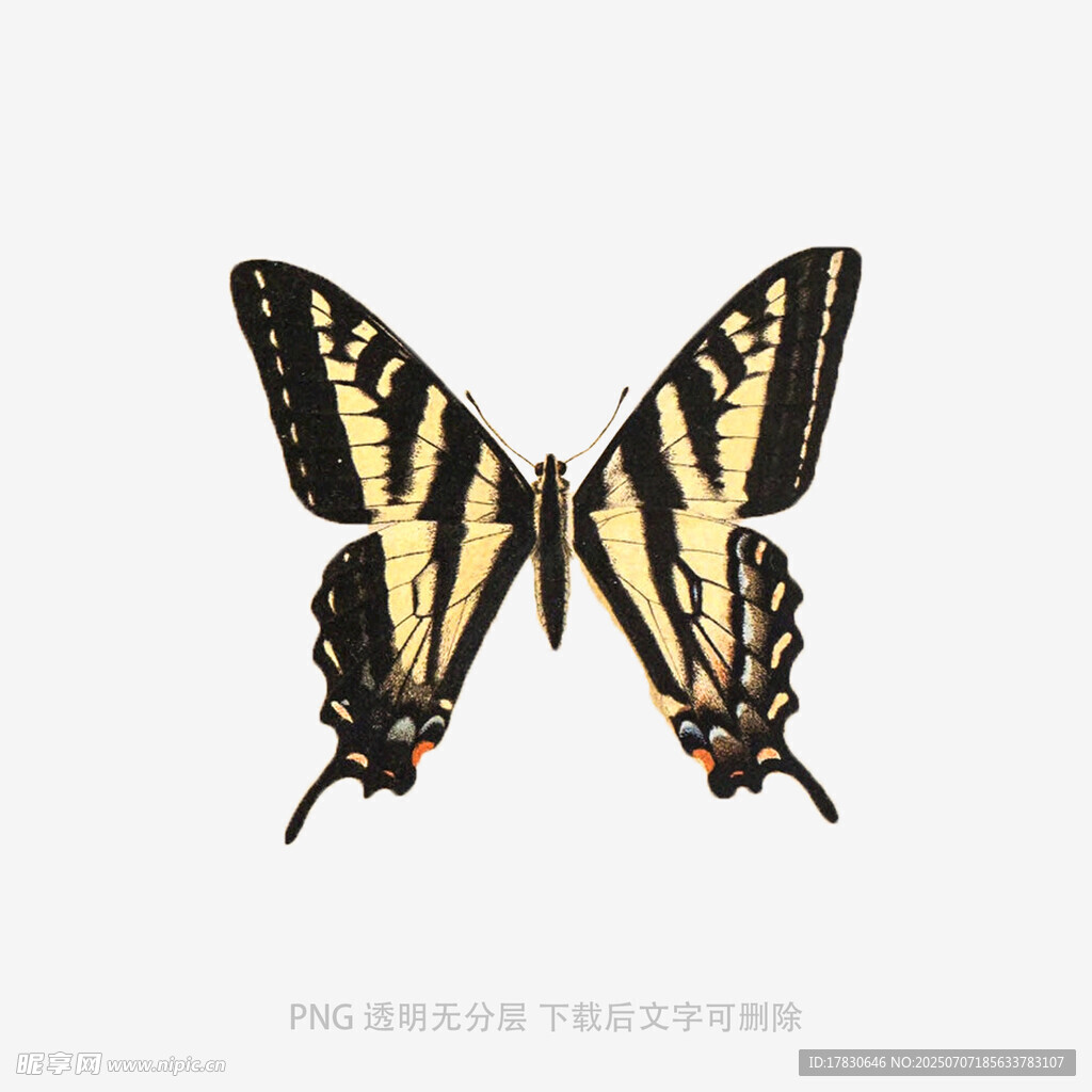 黄黑相间蝴蝶图案设计