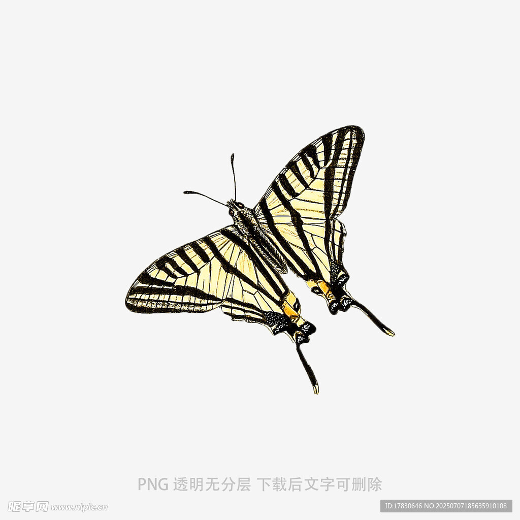 黄黑条纹蝴蝶插画
