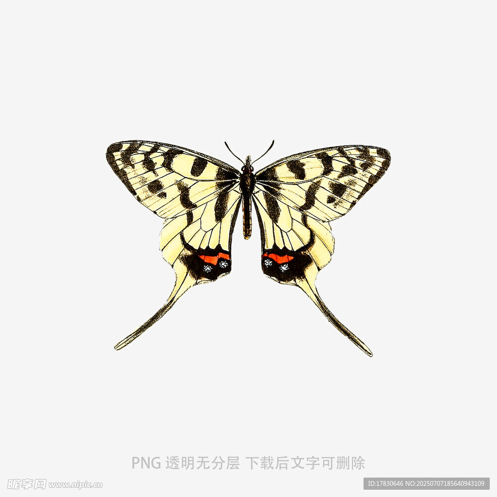 优雅黄黑蝴蝶插画