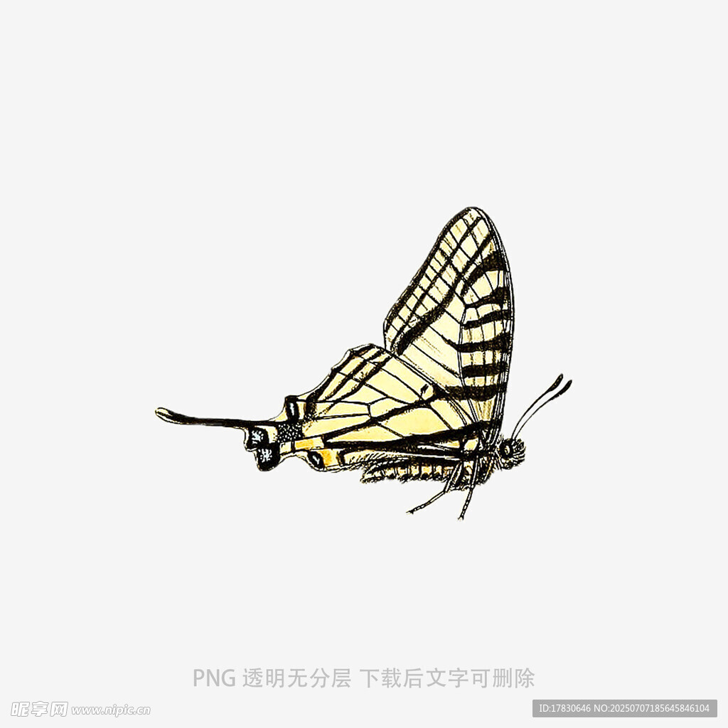 飞舞的黄黑条纹蝴蝶