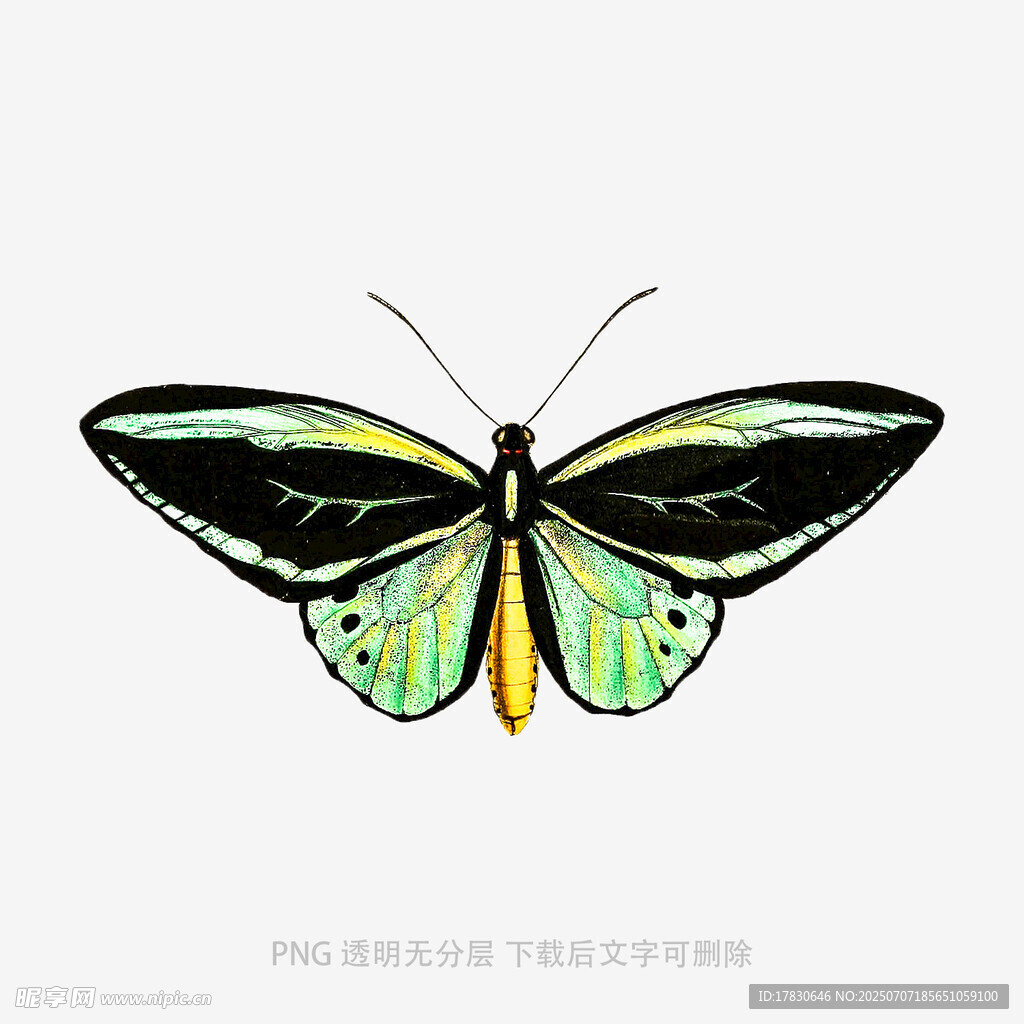 彩色蝴蝶插画