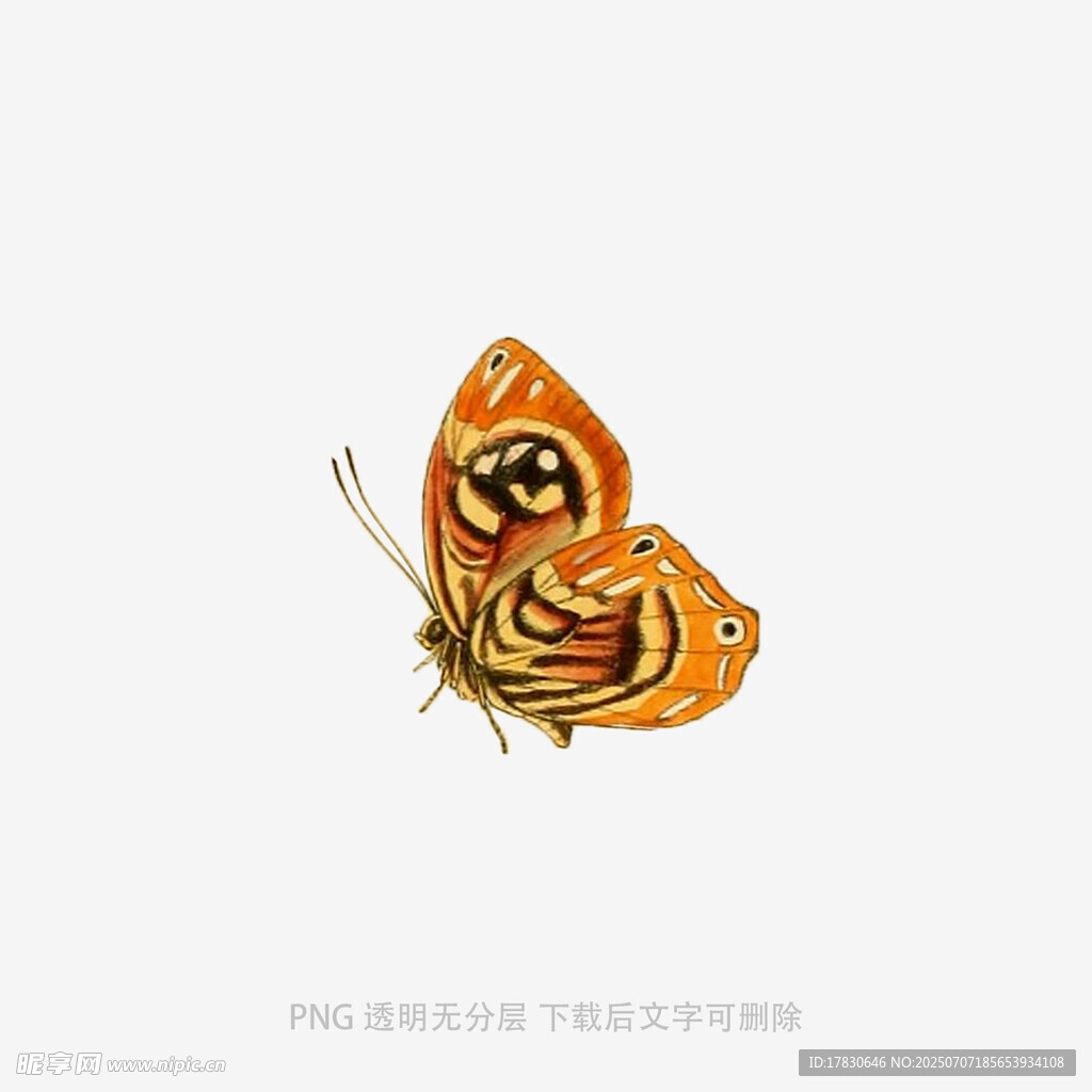 橙色花纹蝴蝶插画