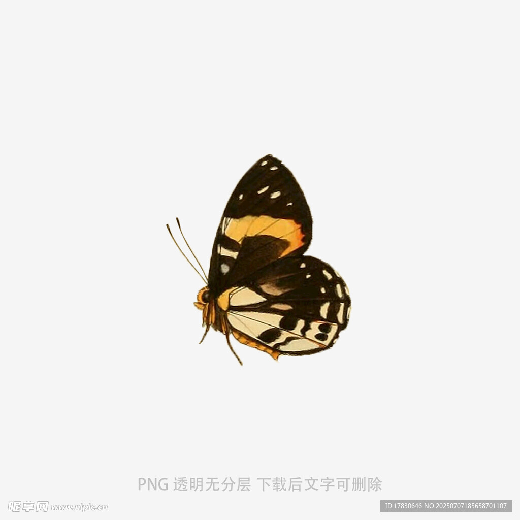 蝴蝶特写