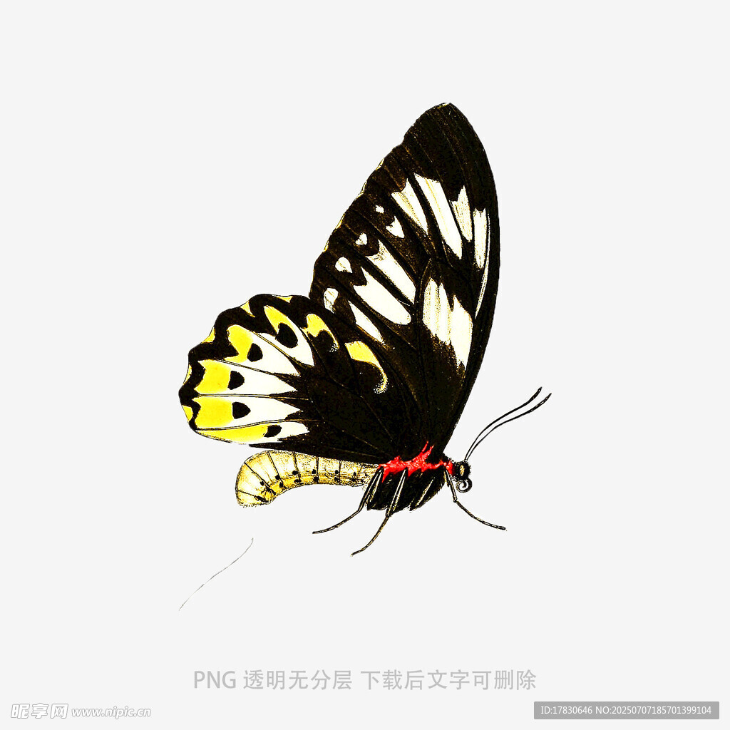 黑白黄相间蝴蝶插画