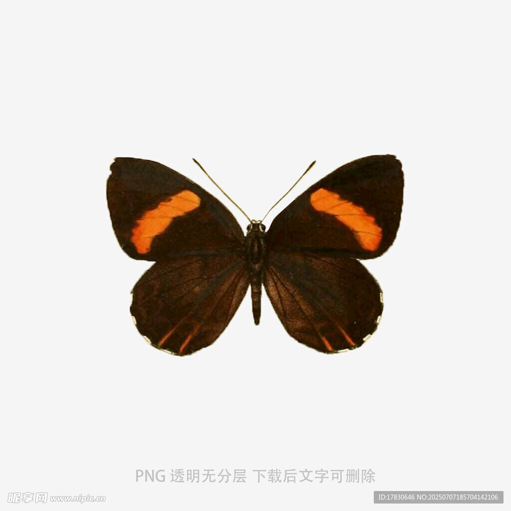 棕橙相间蝴蝶特写