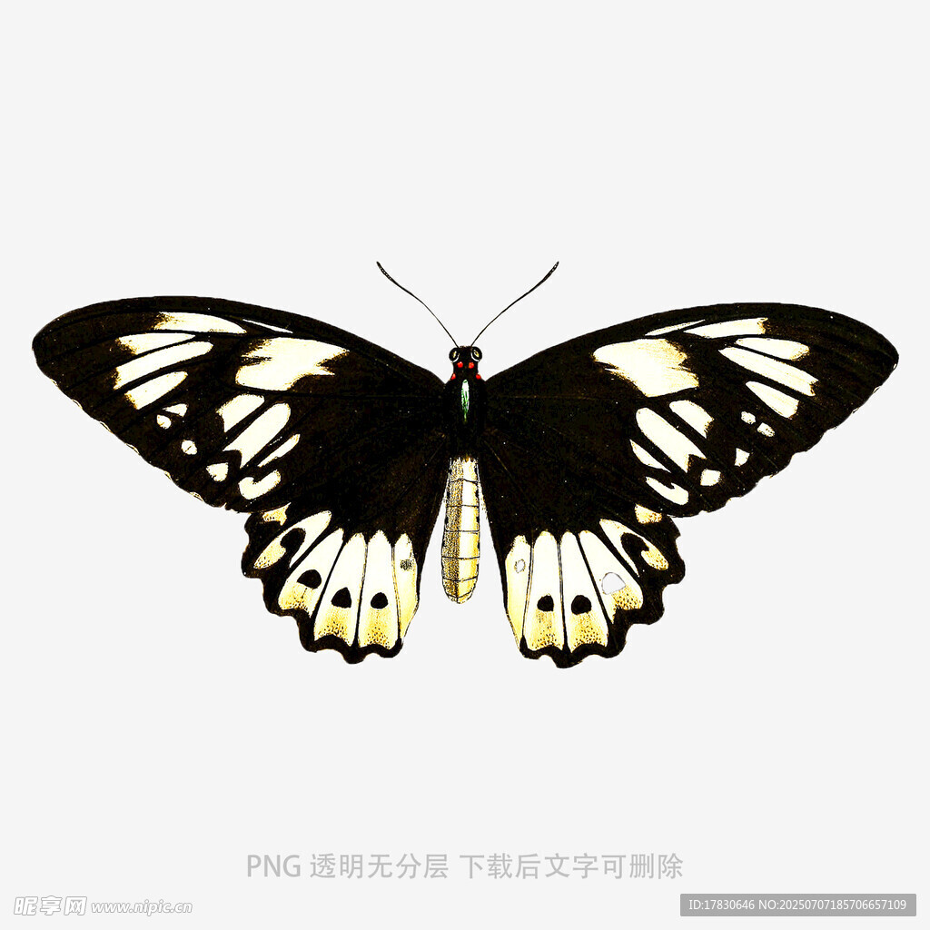 黑白蝴蝶插画