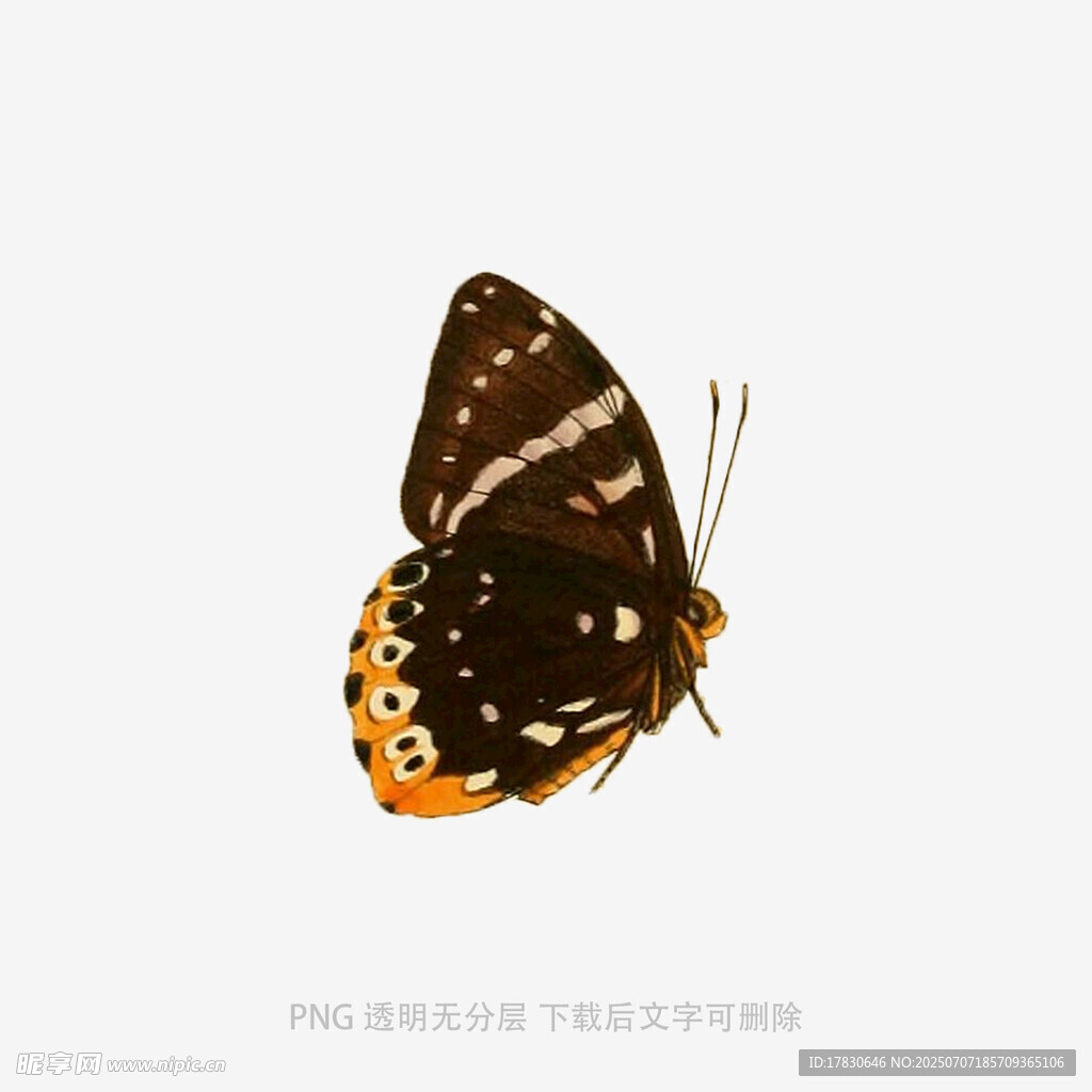 棕色花纹蝴蝶特写