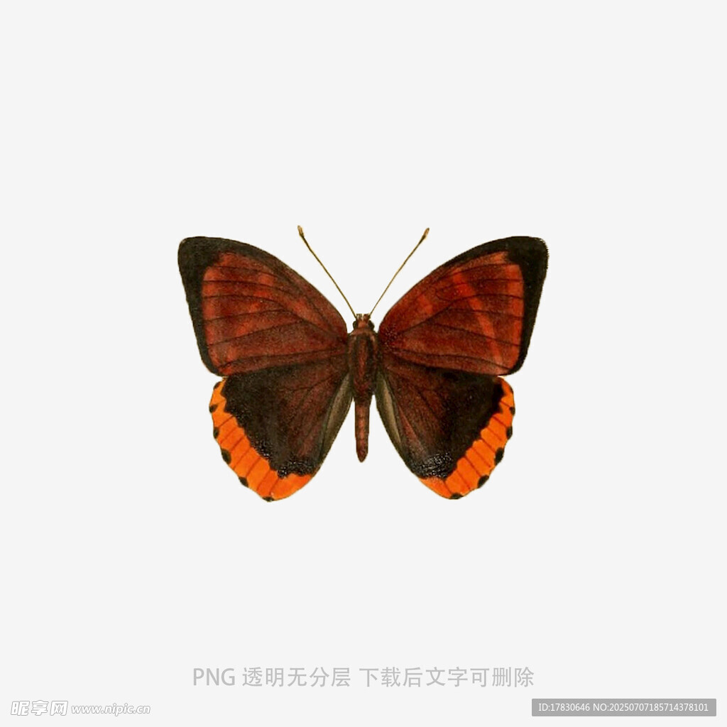 橙边棕蝶特写
