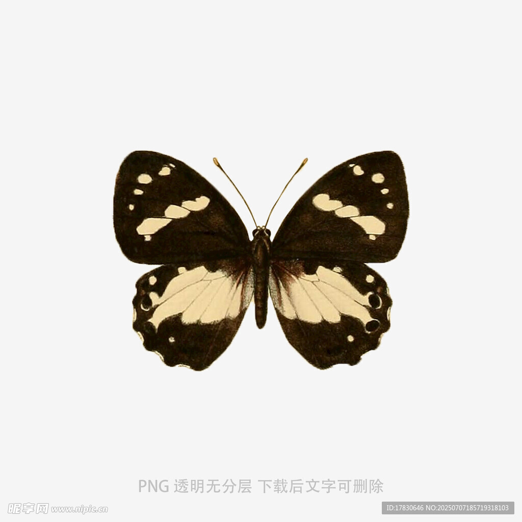 黑黄相间蝴蝶特写