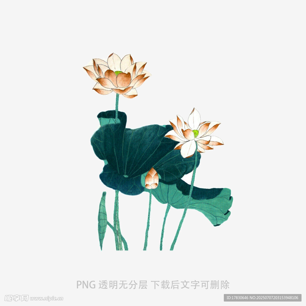 水墨风荷花插画