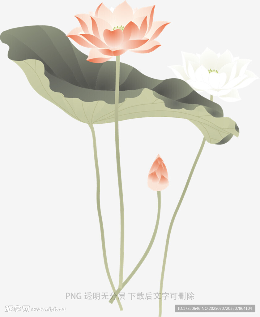 水墨风荷花插画