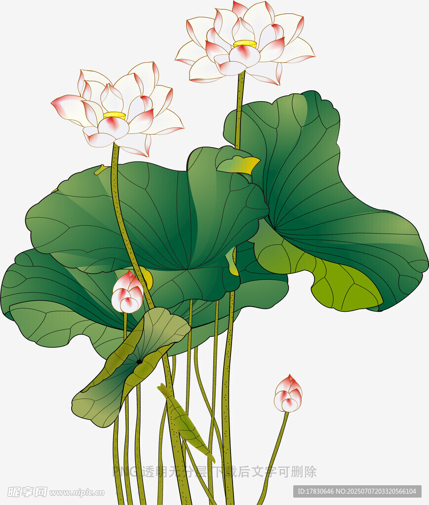 水墨风荷花荷叶插画