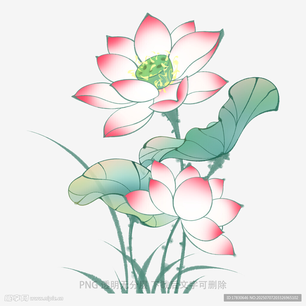 手绘荷花图