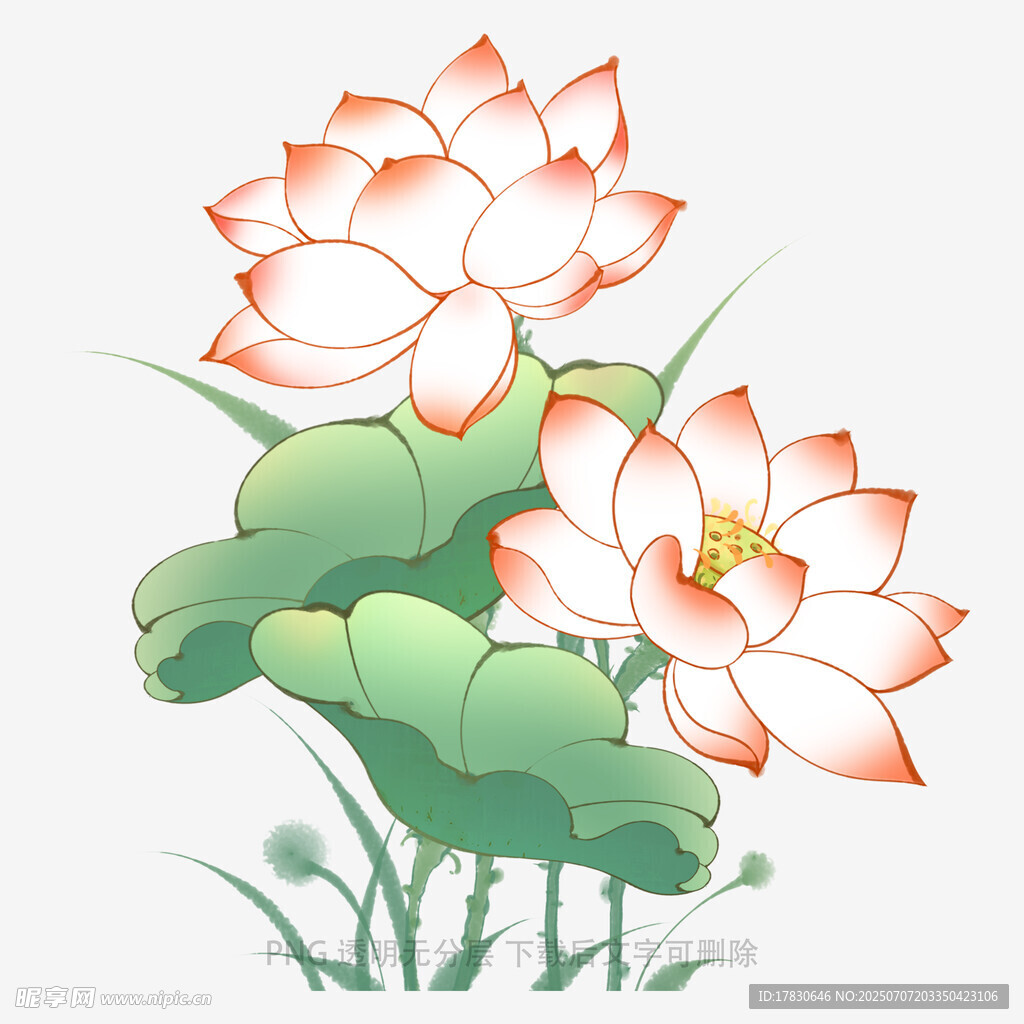 水墨风盛开荷花插画