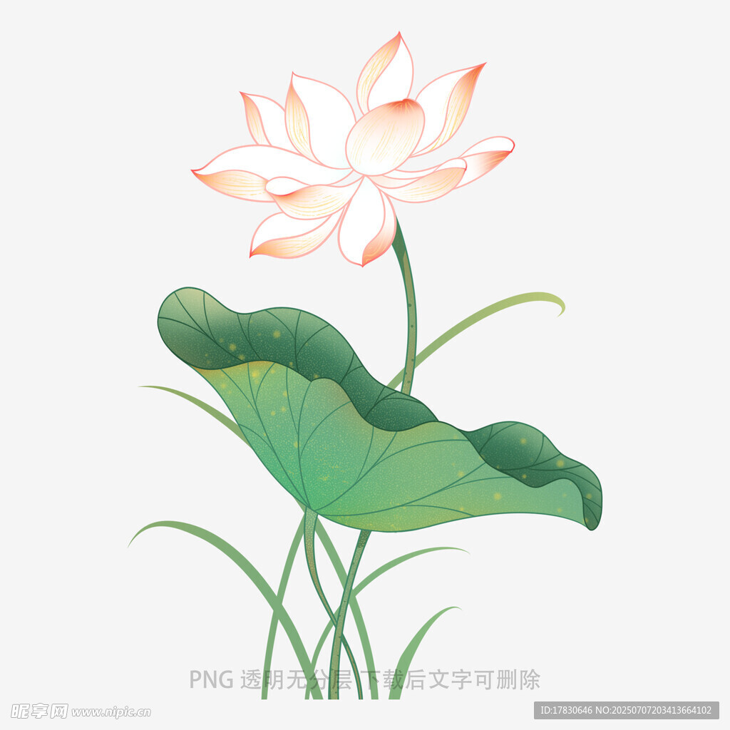 水墨风盛开荷花与荷叶