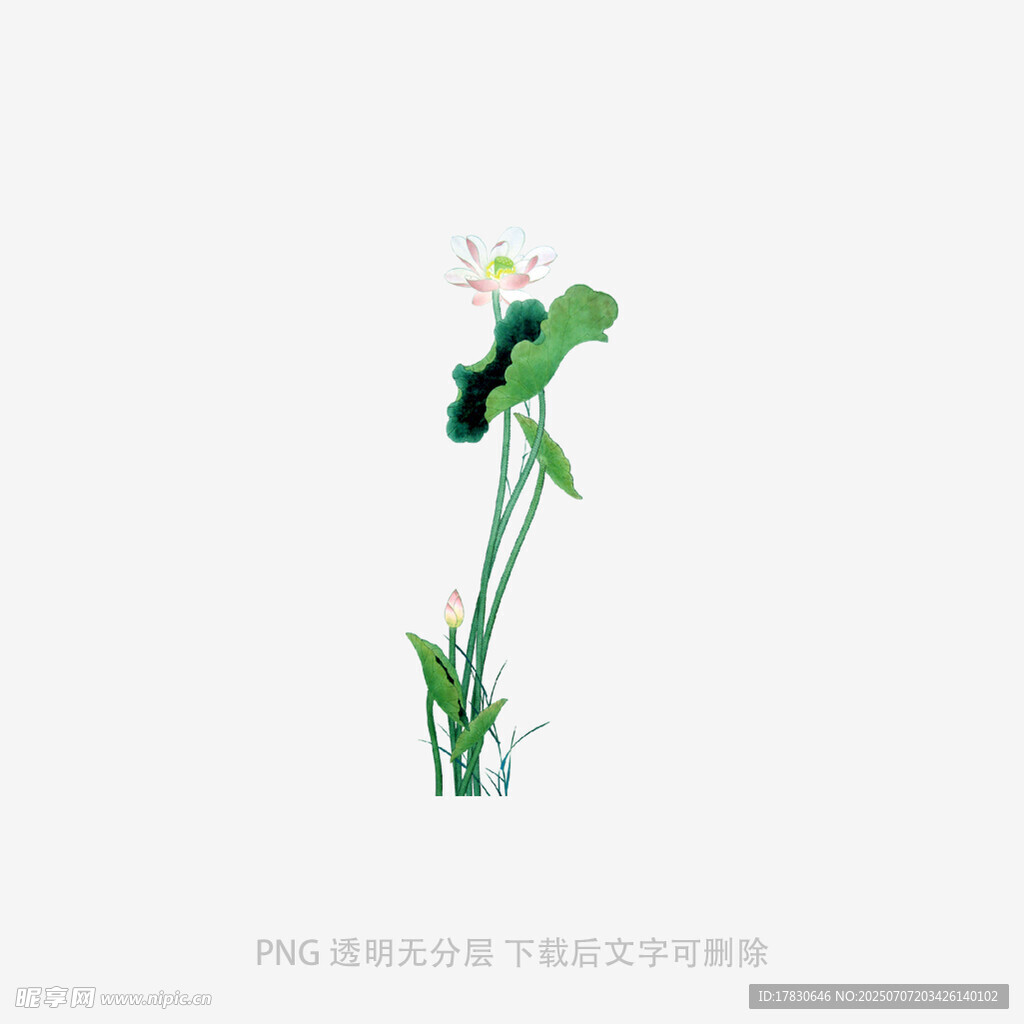 单枝荷花插画