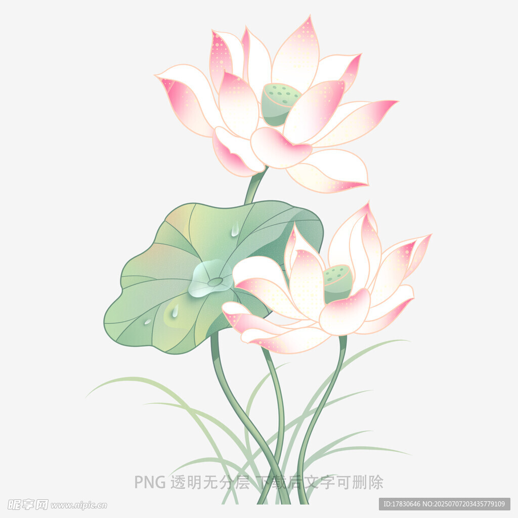 水墨风双荷花插画