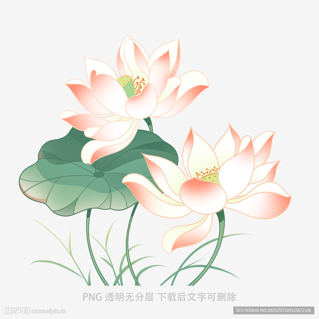 水墨风双荷花插画