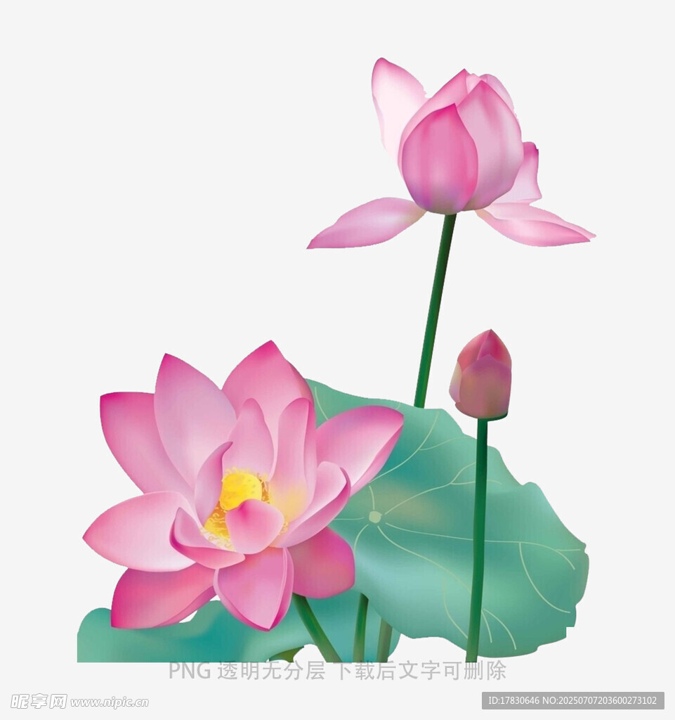 粉色荷花插画