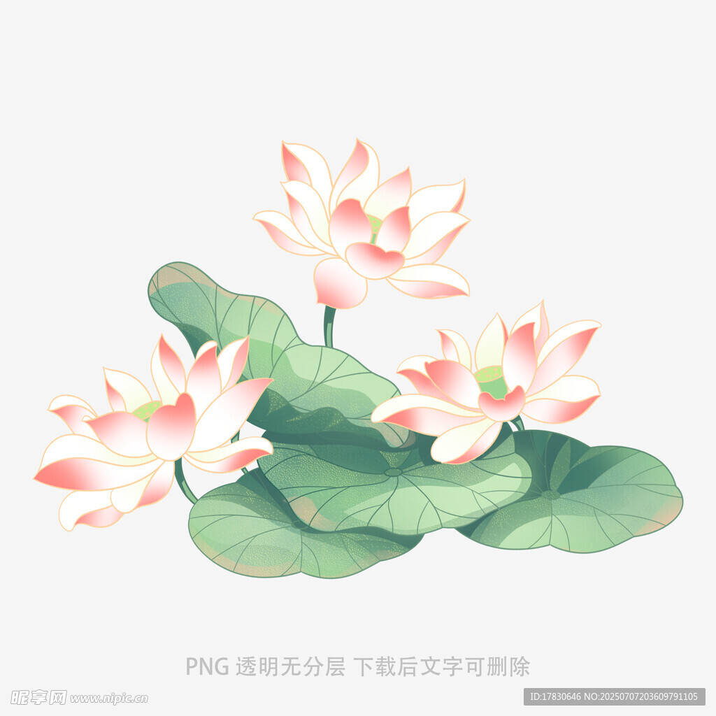 手绘清新荷花与荷叶图案