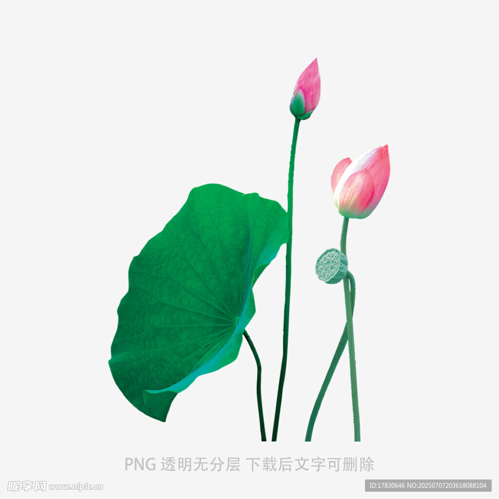 两朵荷花与荷叶插画
