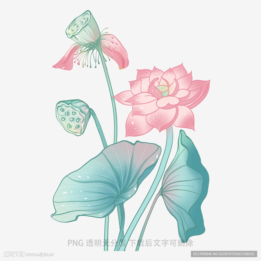 清新手绘荷花荷叶插画