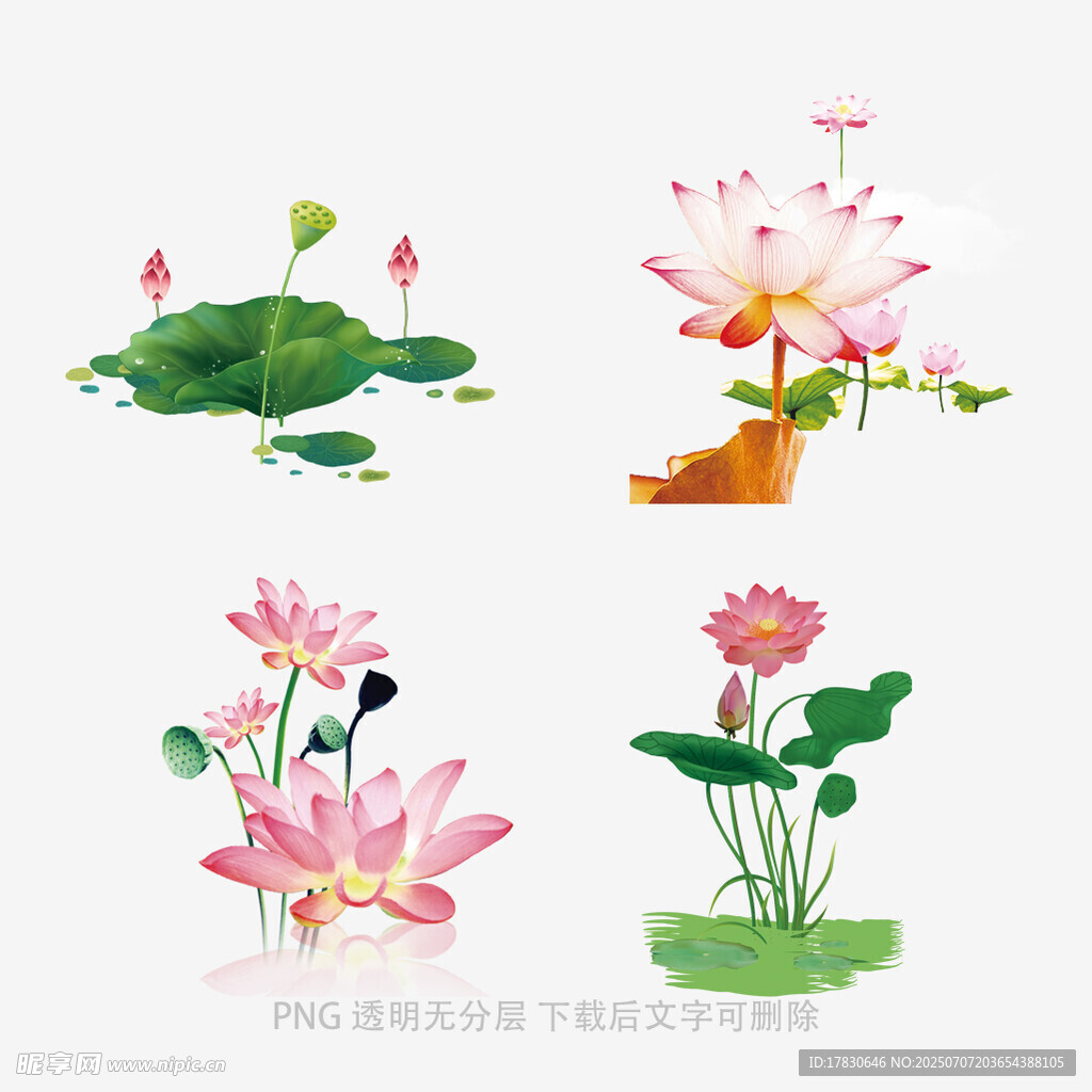手绘荷花荷叶插画素材