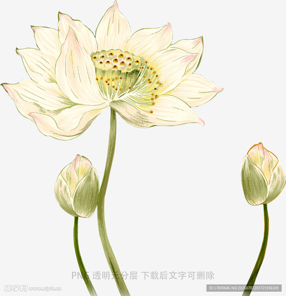 水墨风盛开荷花与花苞