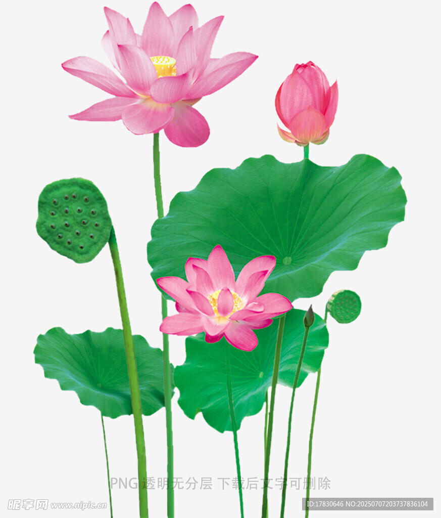清新荷花荷叶插画图