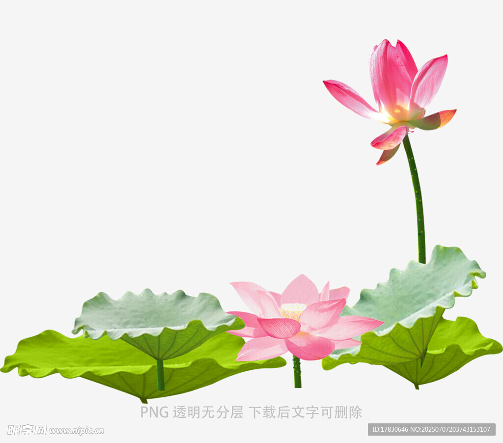 绽放的荷花与荷叶