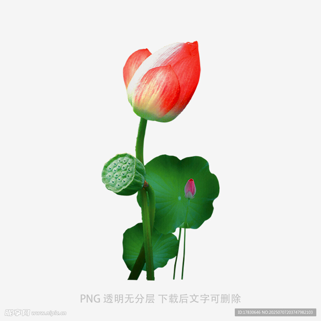 含苞荷花与荷叶模型