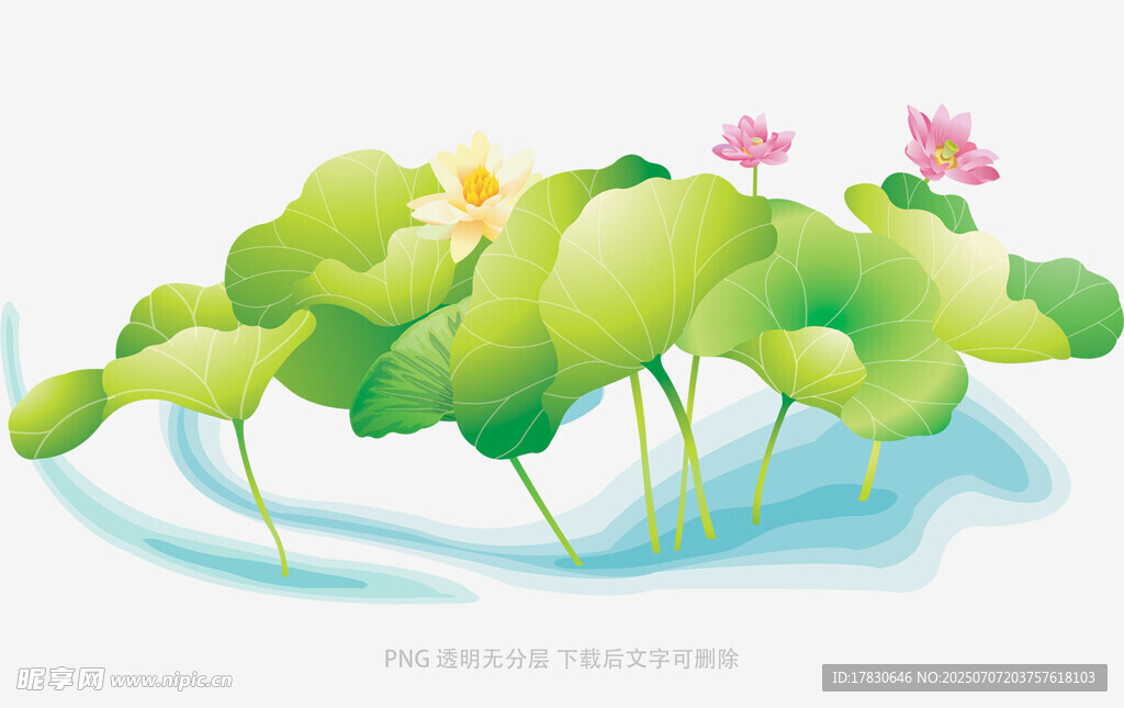 夏日荷塘美景