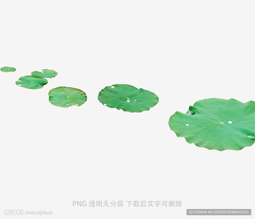 荷叶排列的清新画面