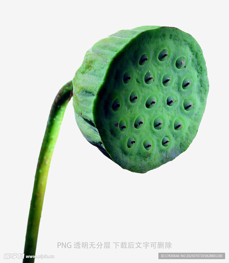绿色莲蓬特写