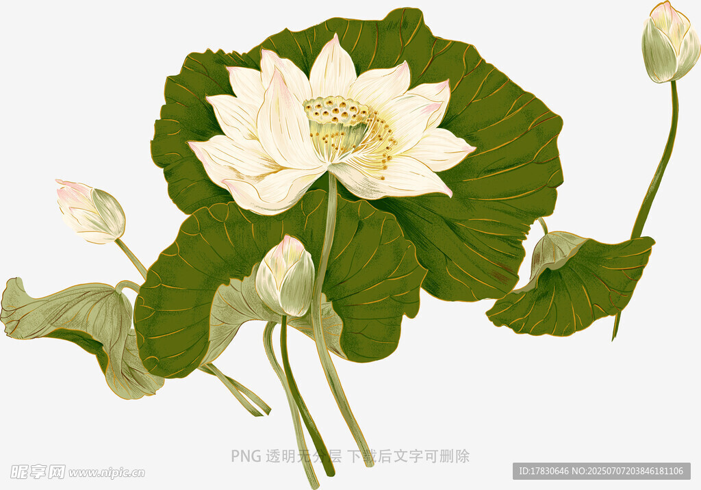 水墨风盛开白莲花