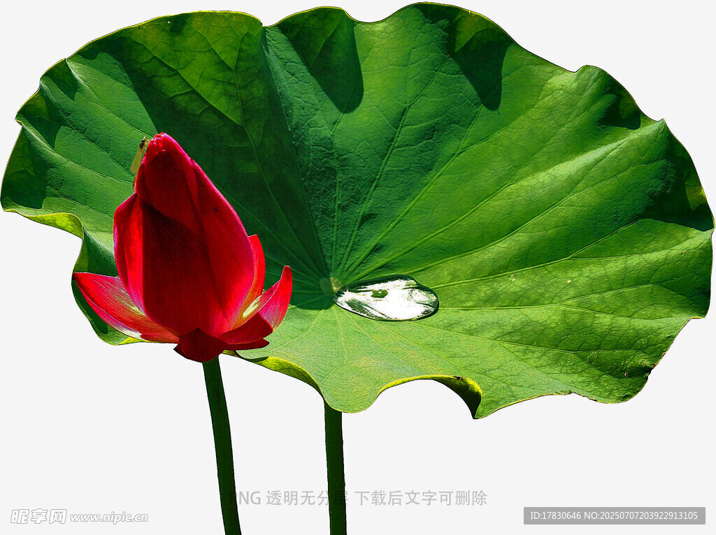 莲花