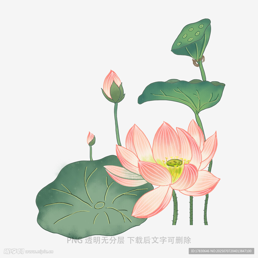 盛开的荷花与荷叶