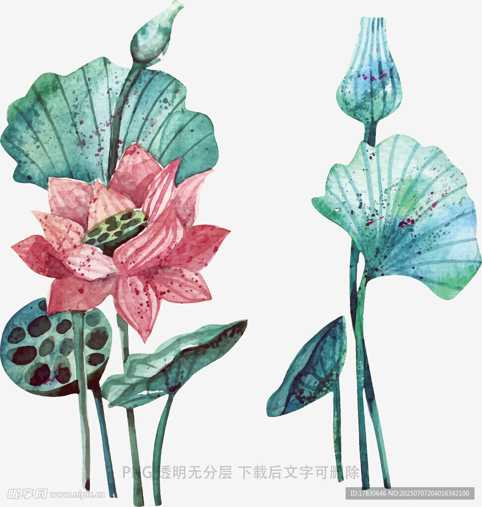 手绘荷花荷叶插画
