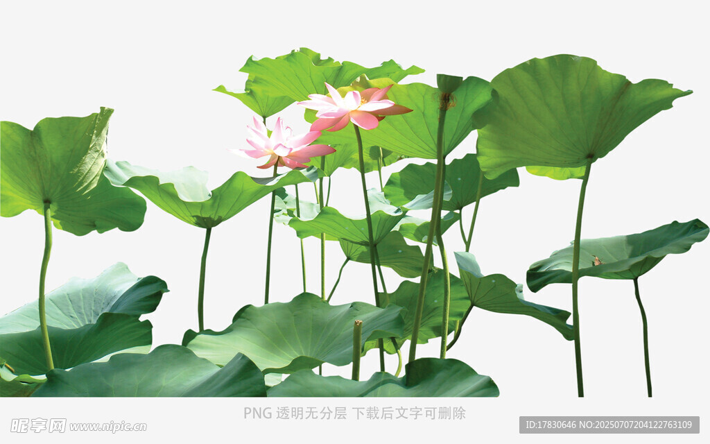 水墨风荷花荷叶景致