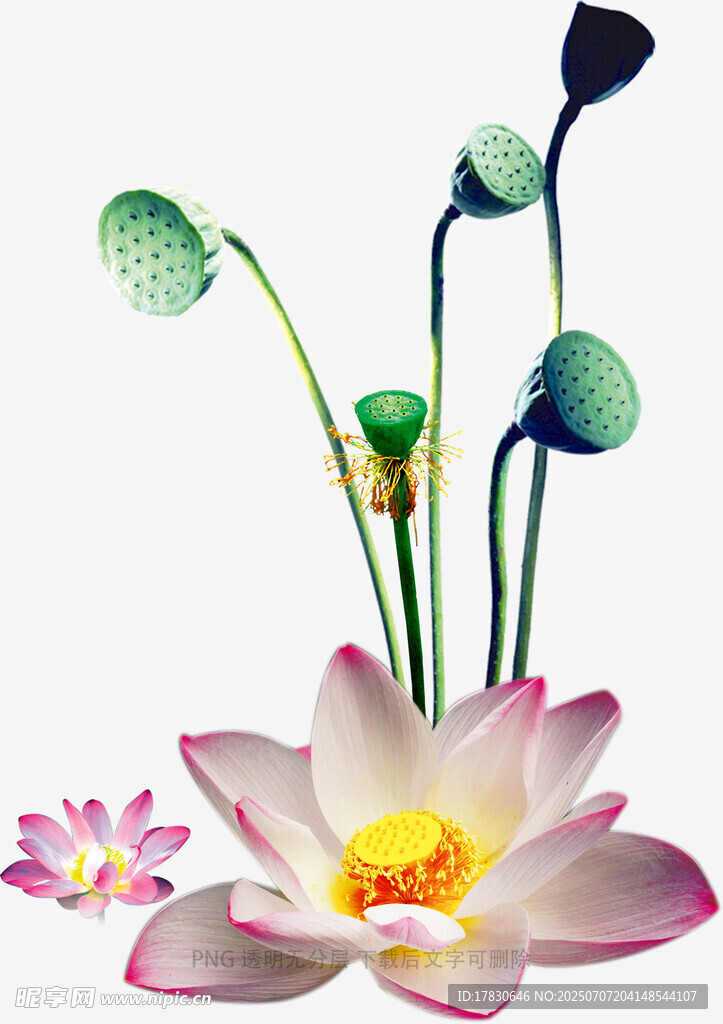 唯美荷花插花艺术作品