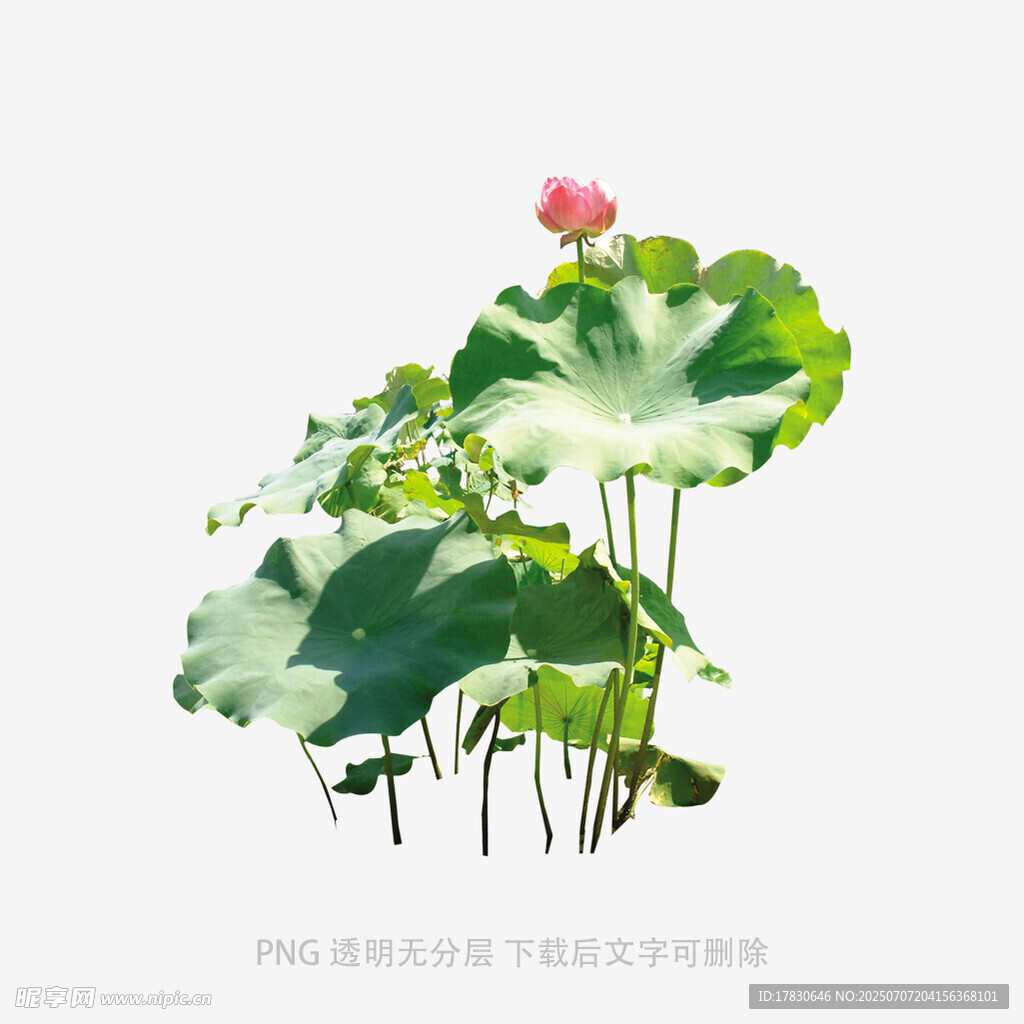 水墨风荷花荷叶插画
