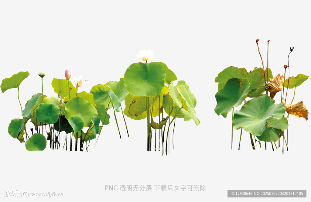 水墨风荷叶荷花插画