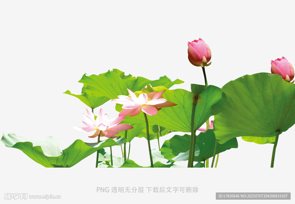 盛开的荷花与翠绿荷叶