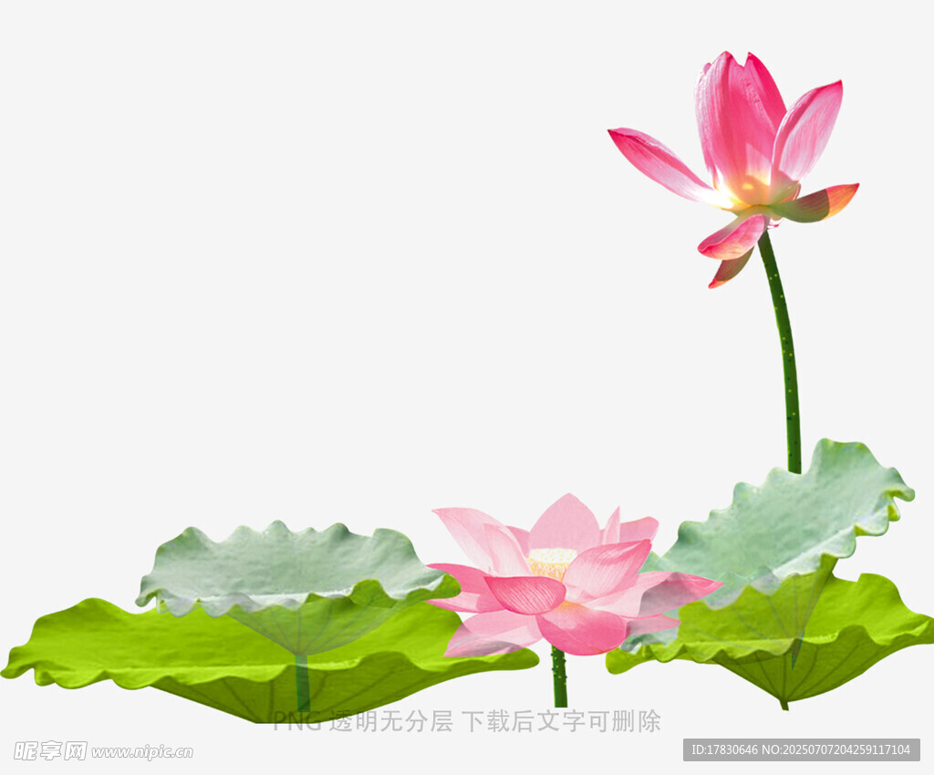 两朵绽放的荷花与荷叶