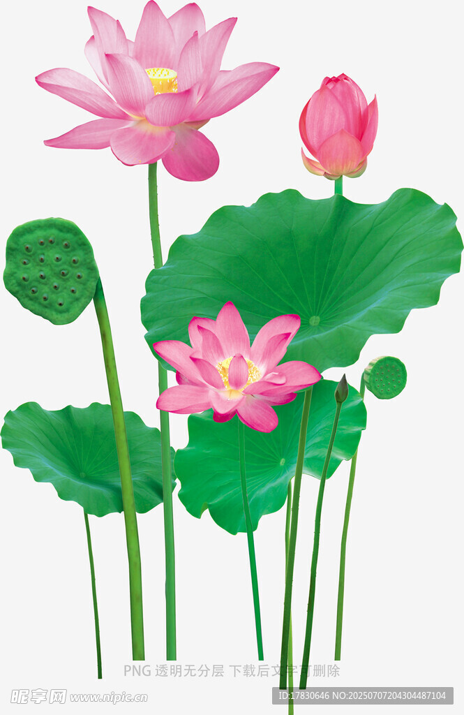 粉色荷花与荷叶插画