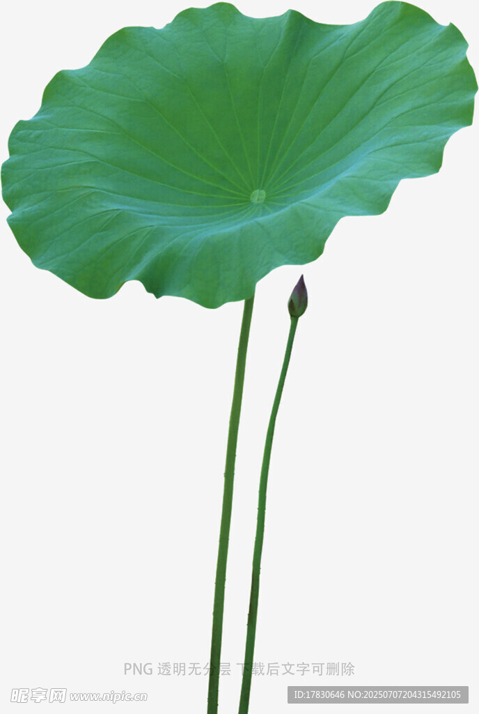 莲花