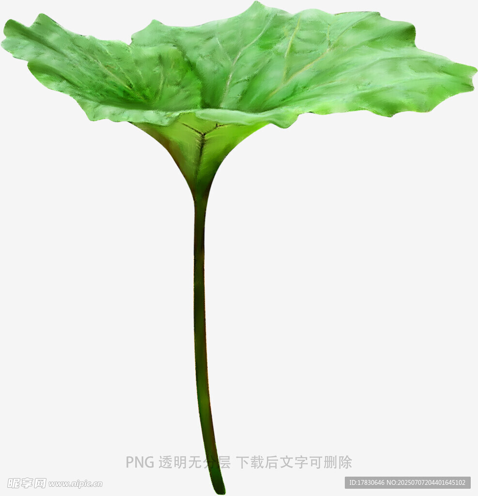 翠绿荷叶特写