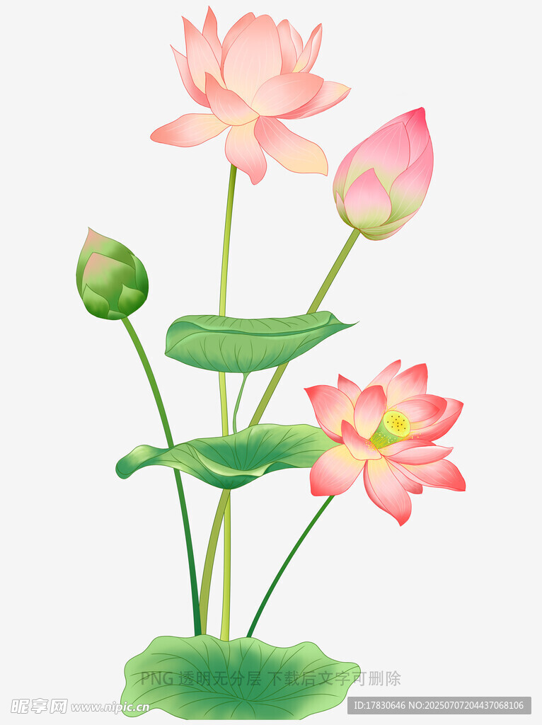 水墨风绽放荷花插画