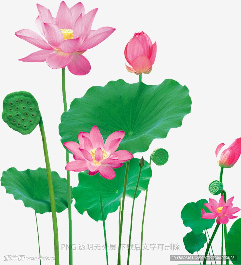 粉色荷花与荷叶插画