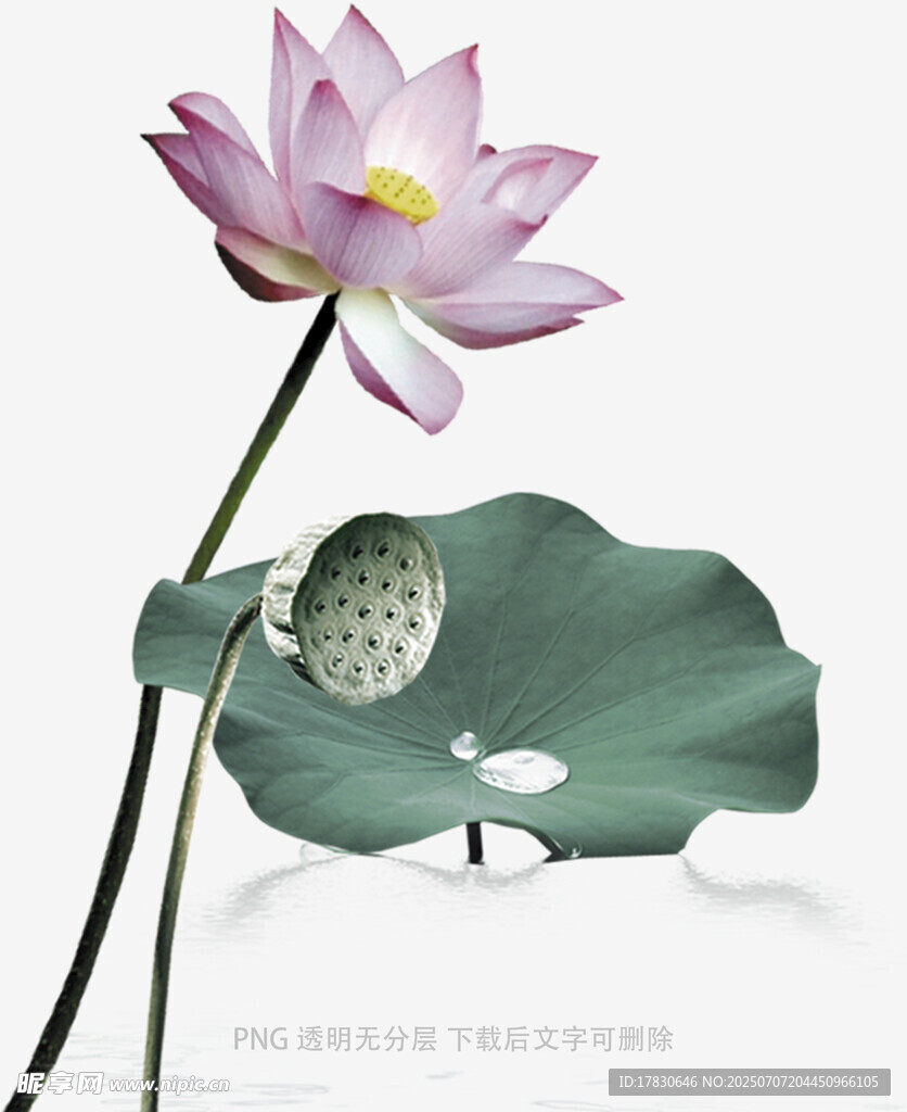 水墨风荷花与莲蓬图
